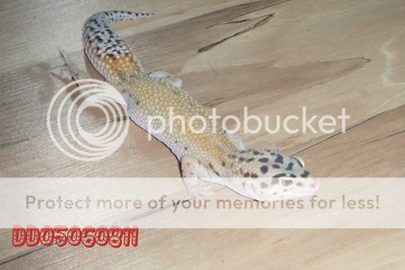 DSCF0805.jpg
