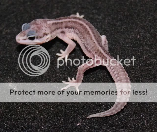 save9.jpg