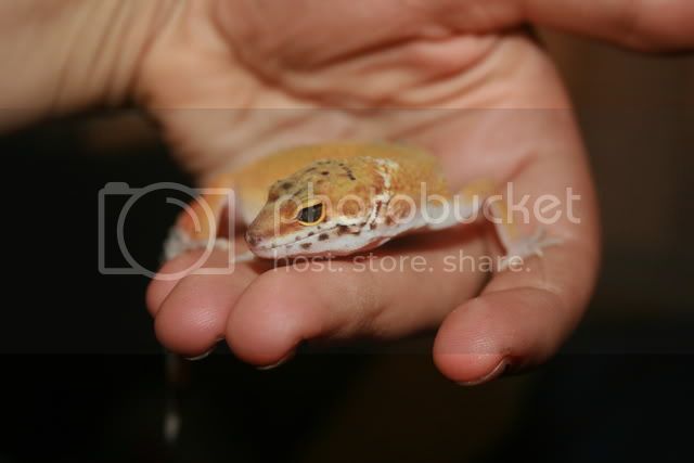 geckos041.jpg