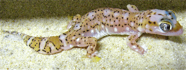 geckotime.com