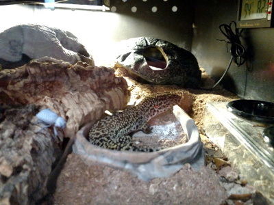 Rebuilding A Leopard Gecko Enclosure Using The Excavator Clay Cavern Kit. 