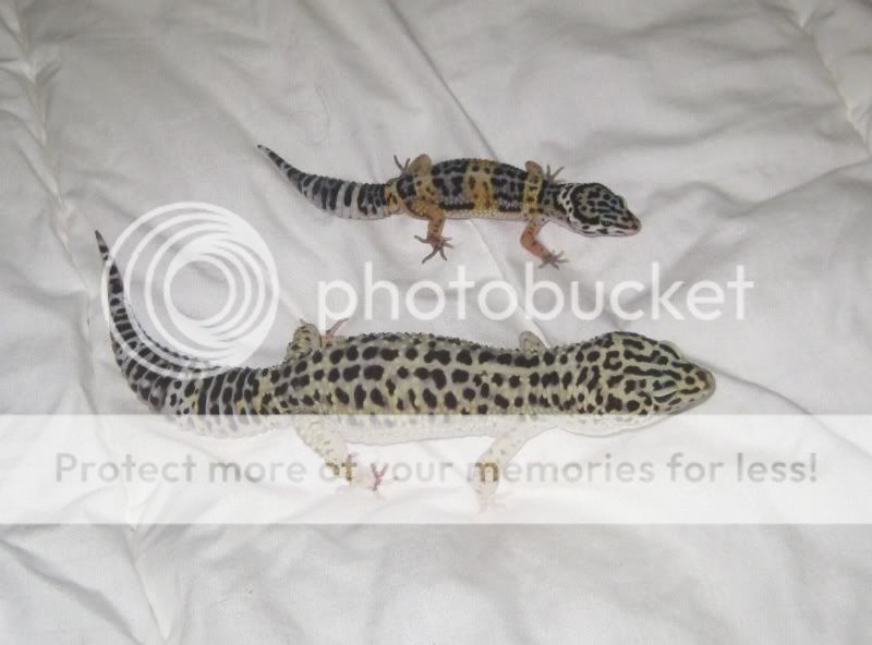 kidsandpets09125.jpg