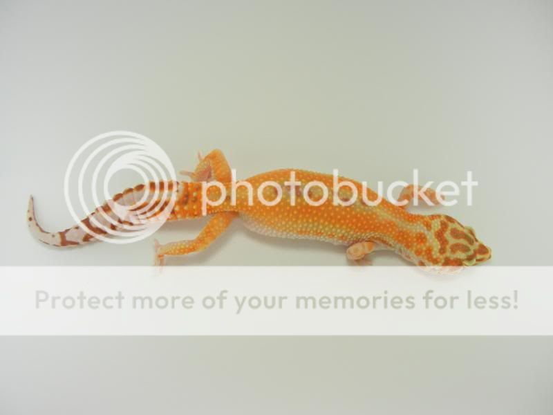 GeckosApril2011286.jpg