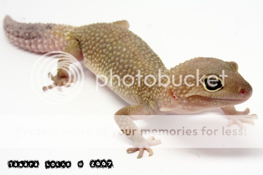 patternless.jpg