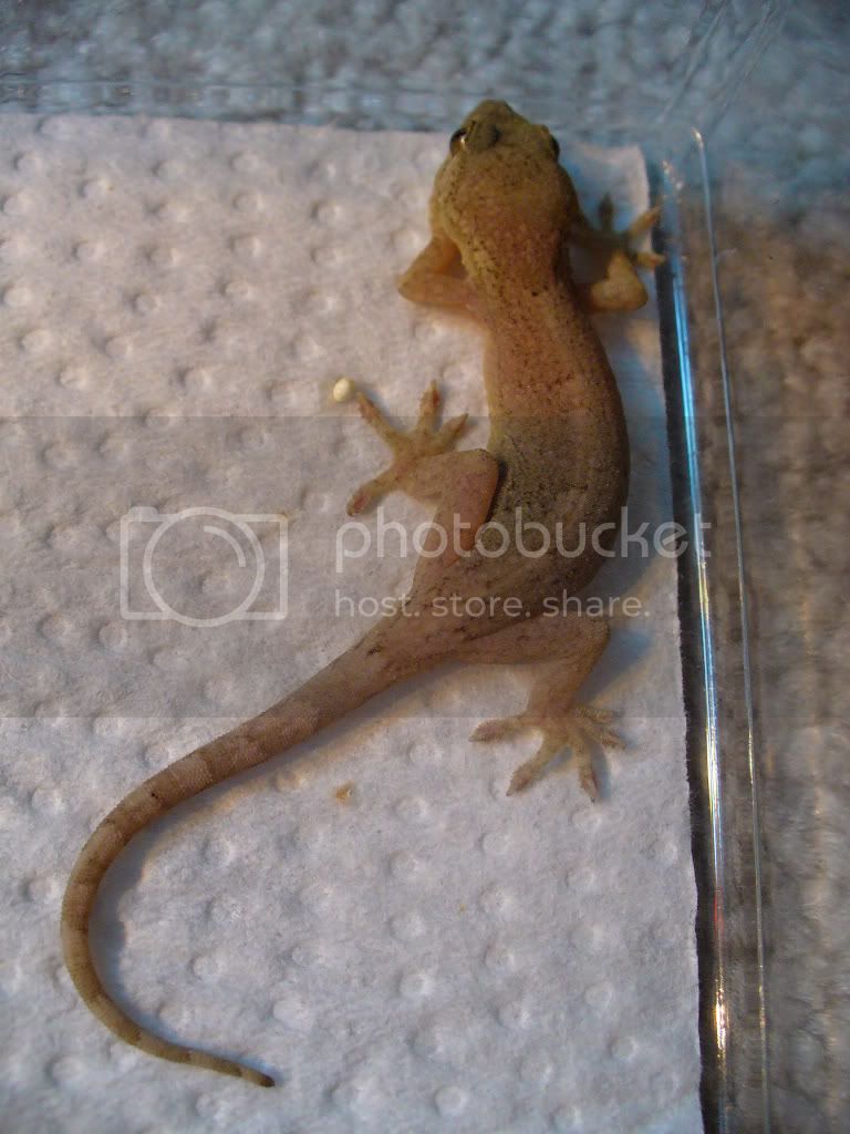 LeosJapanesegeckoMarch2509019.jpg