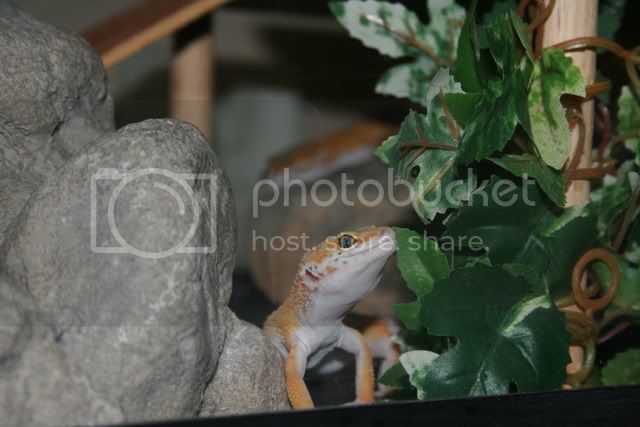 geckos115.jpg