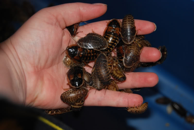Roaches009-1.jpg