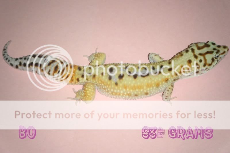 DSCF1585.jpg