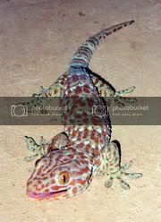 180px-Tokay_Gecko.jpg