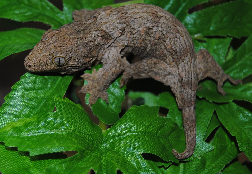 leachie4.jpg