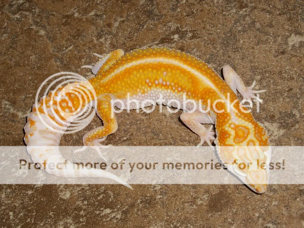 IMGP5242.jpg