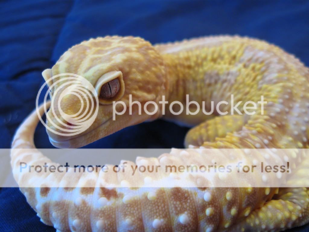 Leopardgeckos183.jpg