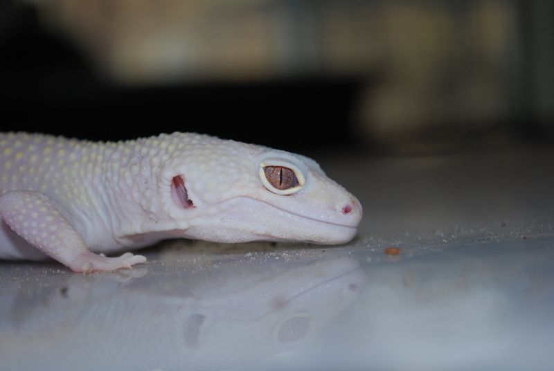 geckos036it3.jpg