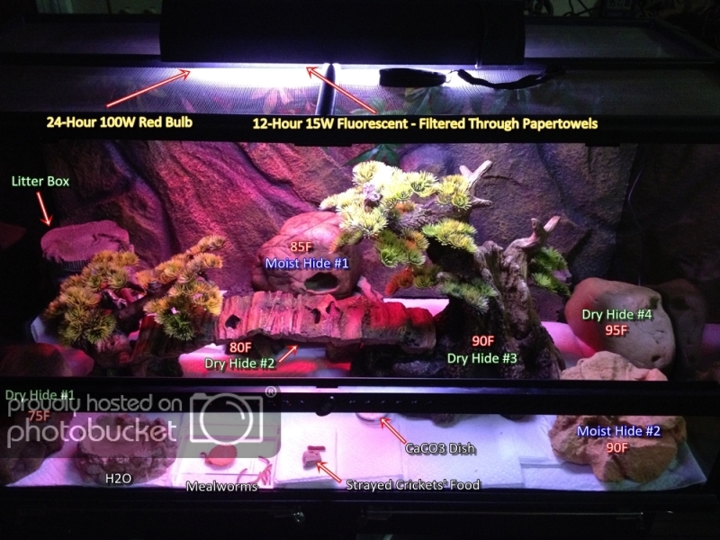 2012-07-17GeckoTank.jpg