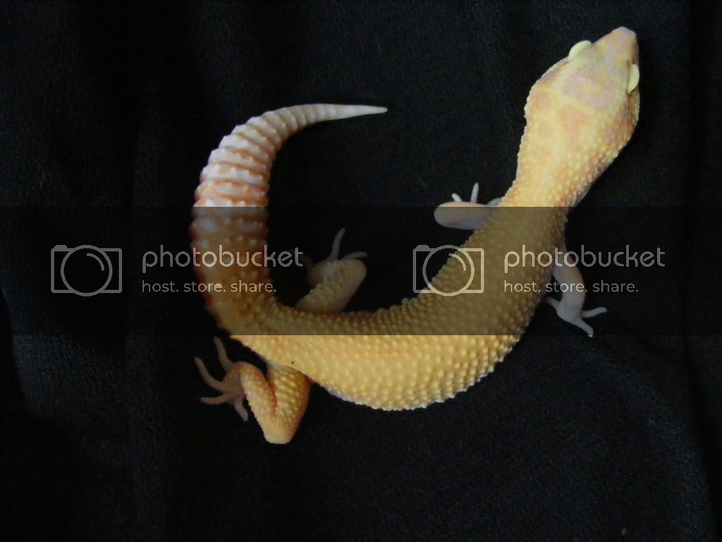 Geckos7-17-08074.jpg