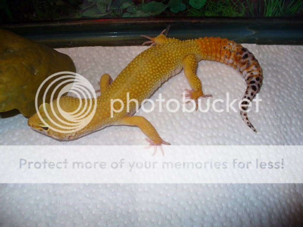 LeosJapanesegeckoMarch2509010.jpg