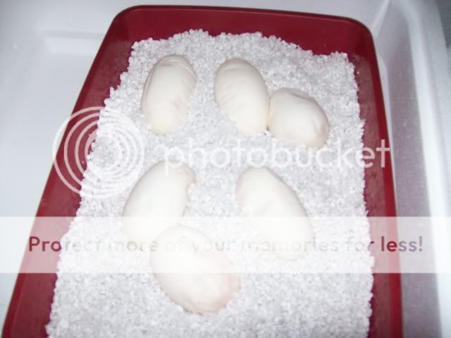 Eggs035.jpg