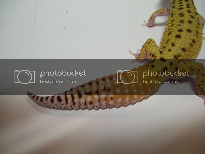 GeckosJanuary11078.jpg