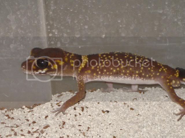 geckoniaenparoedura087.jpg