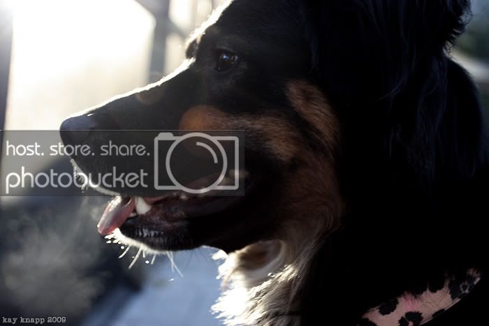 dogzfeb2.jpg