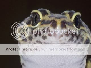 geckos1025.jpg