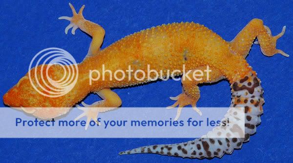 REEF7_107_600.jpg