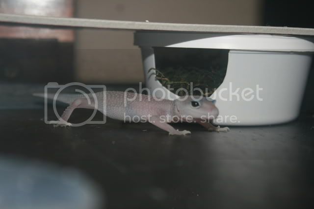 geckos117.jpg