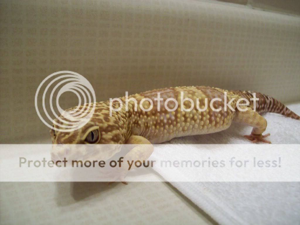 Geckos008.jpg