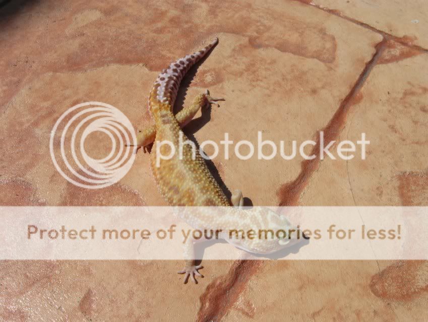 Leopardgeckos364-1.jpg