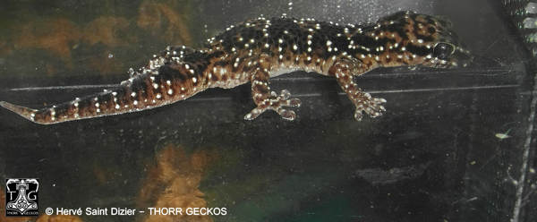 geckotime.com