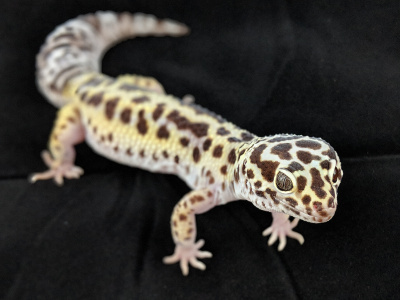 gem snow leopard gecko