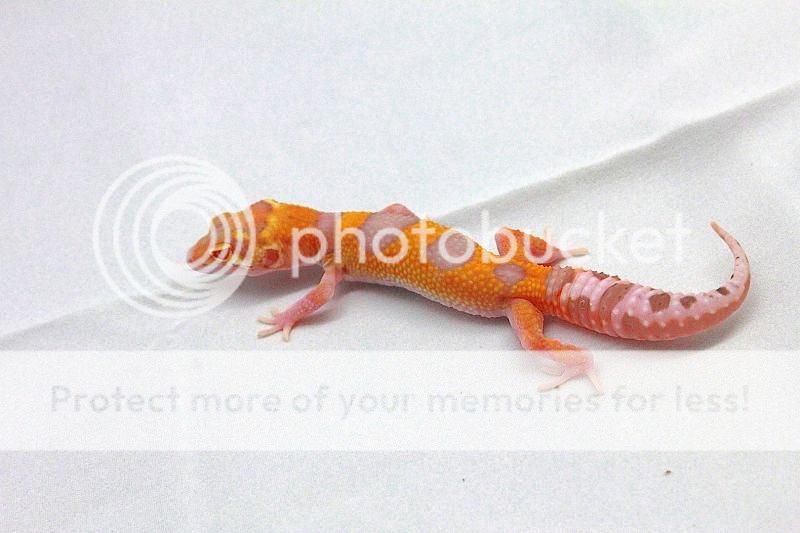 IMG_6698copy.jpg