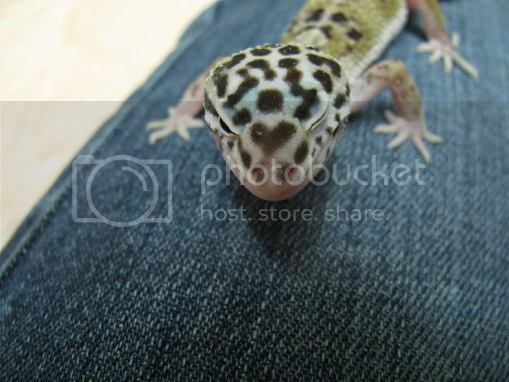 geckofam010.jpg