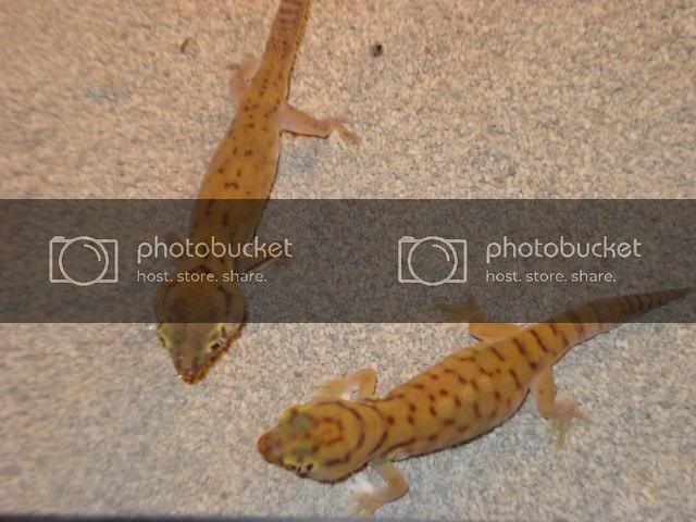 geckoniaenparoedura111.jpg