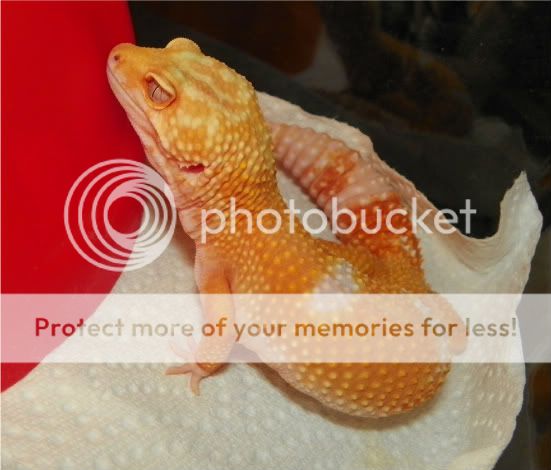 geckos004.jpg