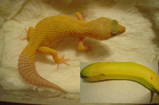 geckobananna.jpg