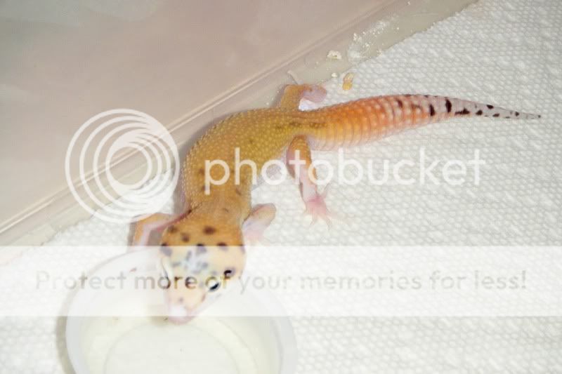 DSCF9610.jpg