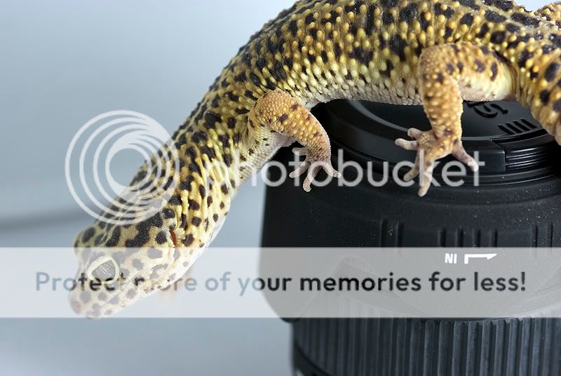 gecko-photo-shoot.jpg