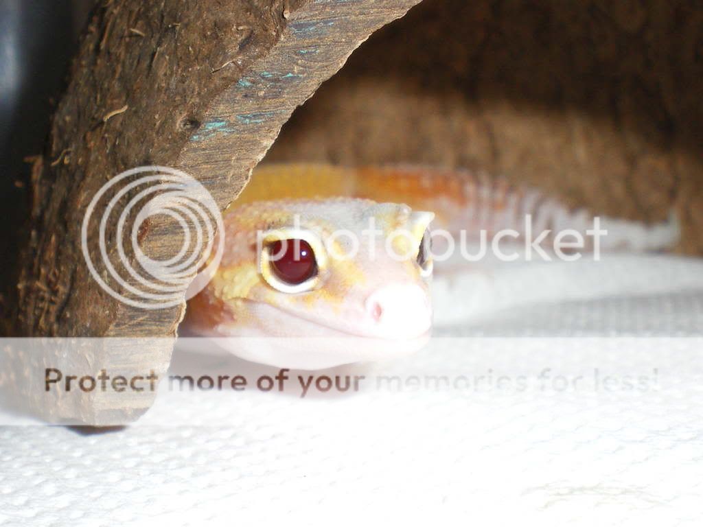 geckoshamm014.jpg