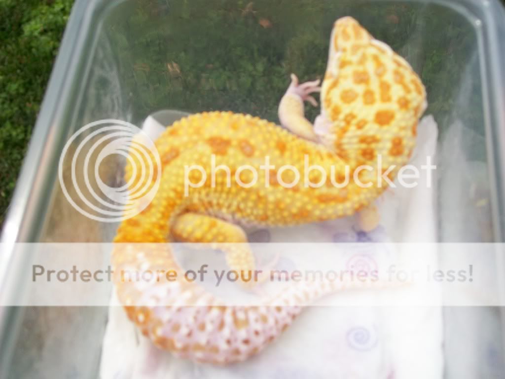 malegeckos029.jpg