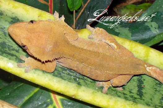 www.geckotime.com