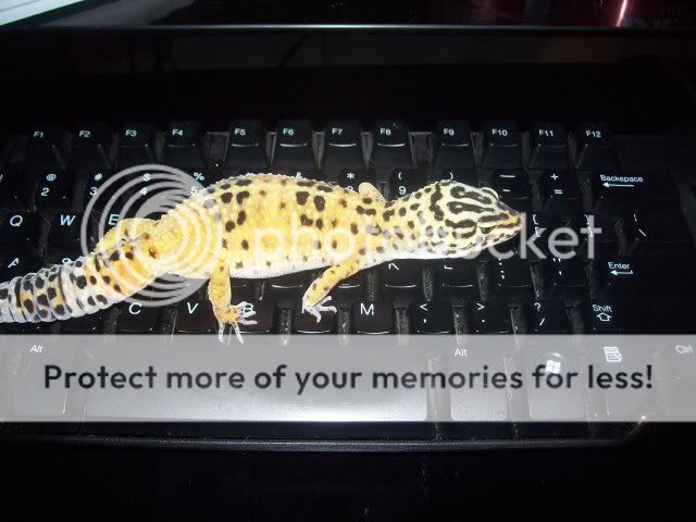 mypictures002-1.jpg