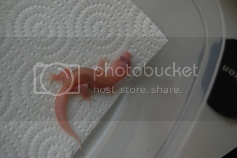 DSC_1176.jpg