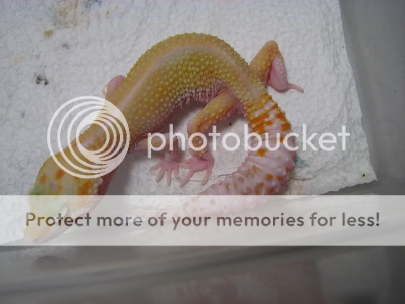GECKOSATNIGHT010.jpg