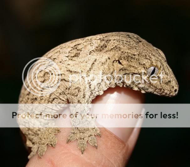 GeckoMIsc023.jpg