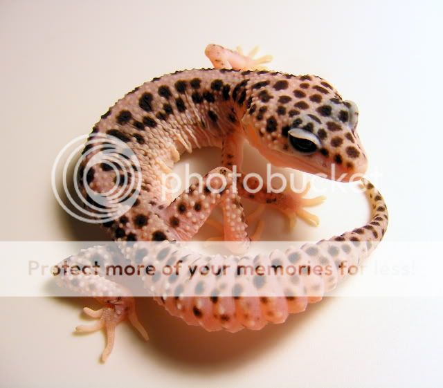 geckoslighttest047.jpg