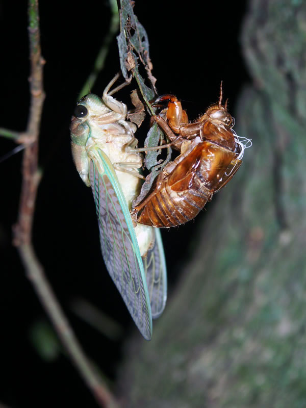 cicada_and_shell_600.jpg