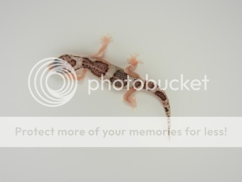 GeckosApril2011377.jpg