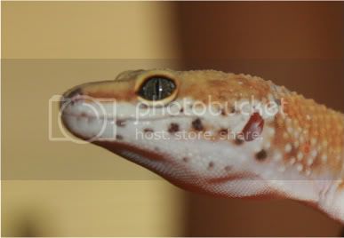 geckos009-1.jpg