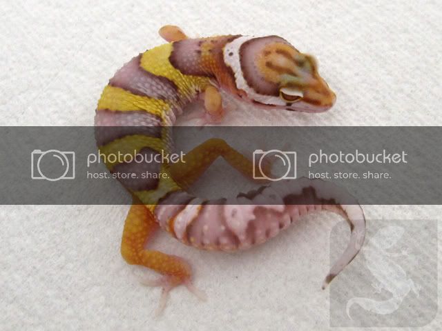 BoldLavBell_8weeks_pb.jpg